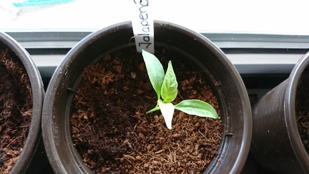 stärkste Pflanze bisher-eine Jalapeno