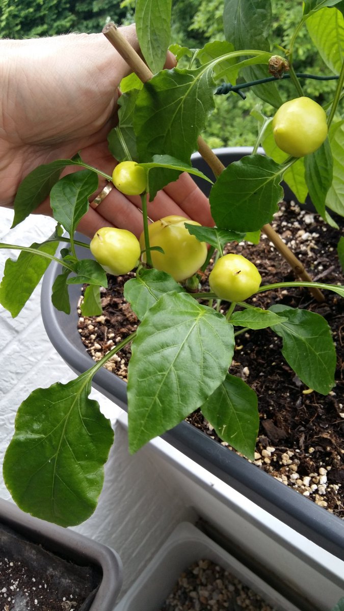 Stand 3.6.: Alma Paprika hängt voll