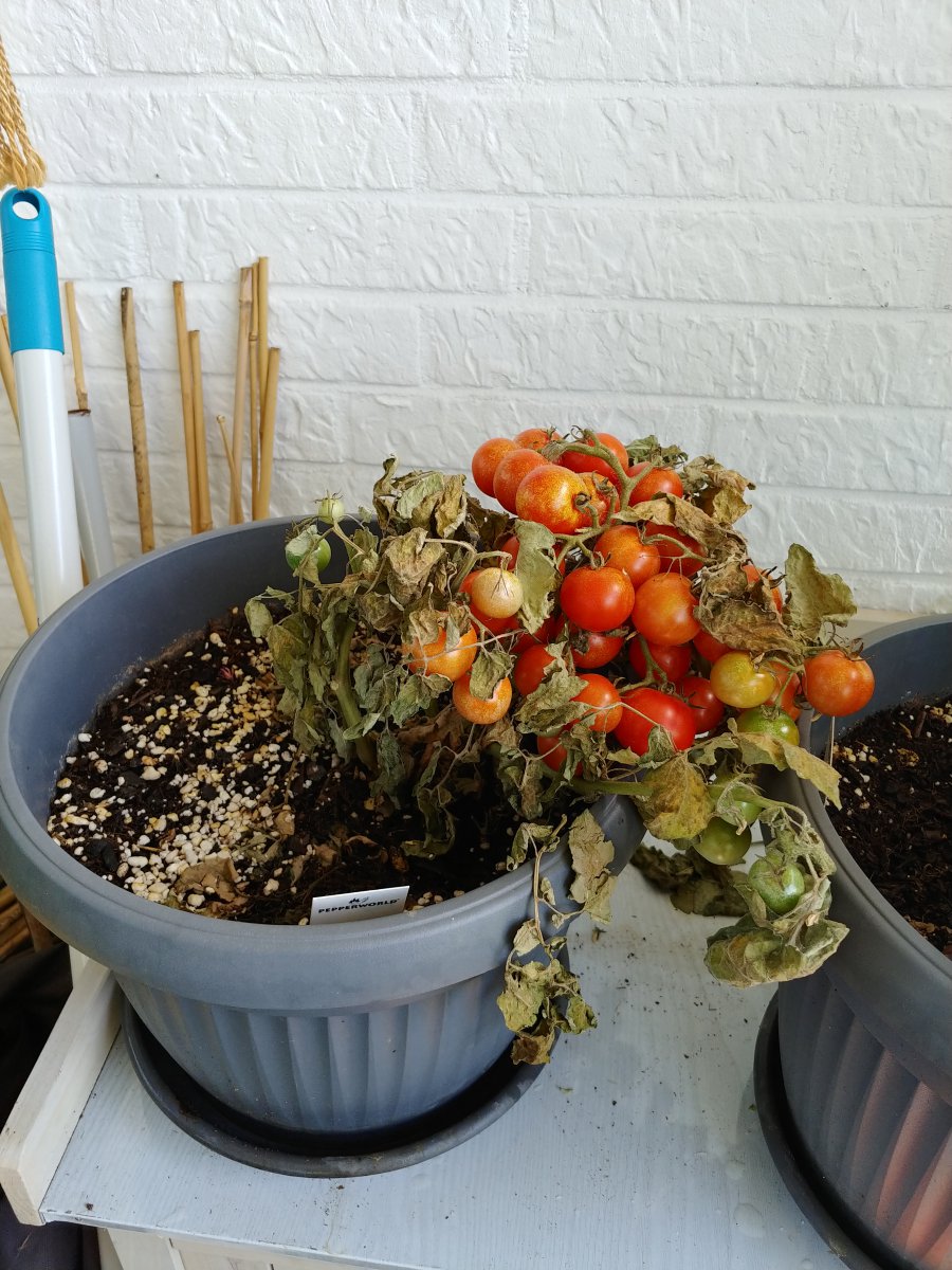 Stand 30.7.: Weitere kaputte Tomate