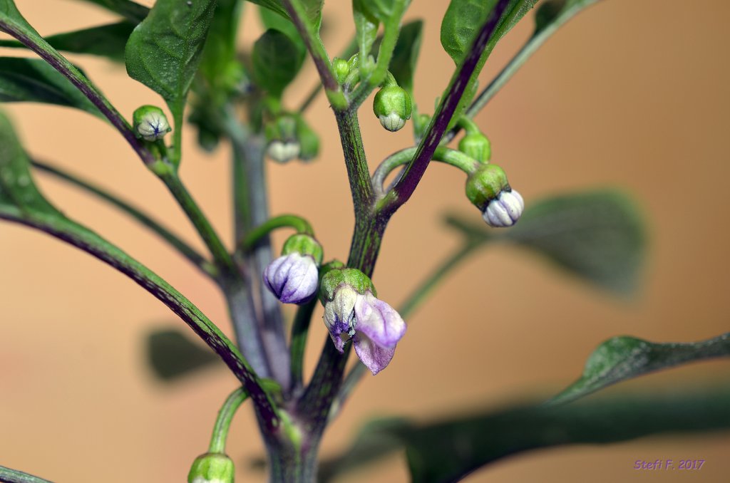 Starfire Purple