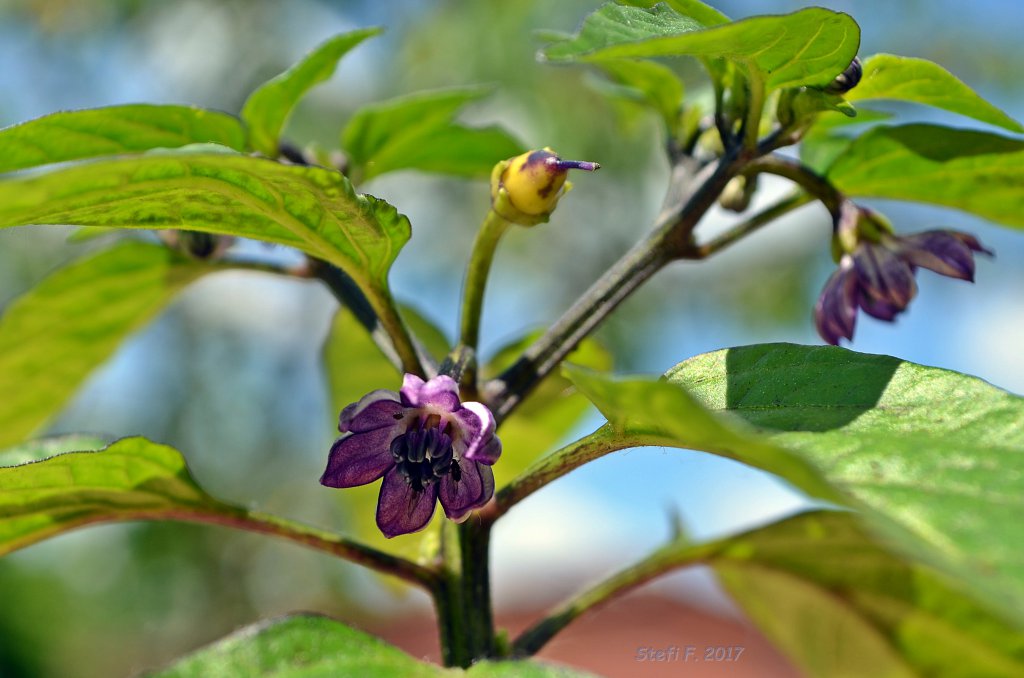 Starfire Purple