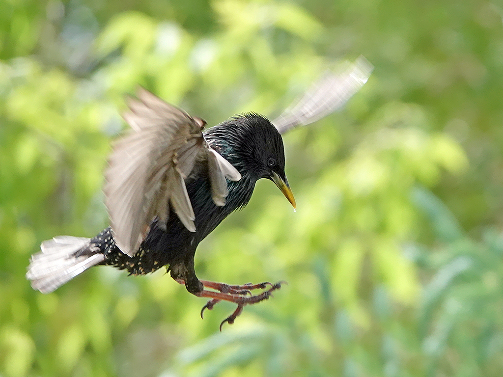 Starling