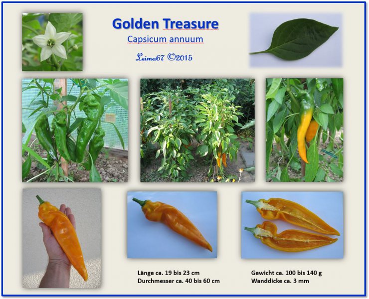 Steckbrief Golden Treasure 2015