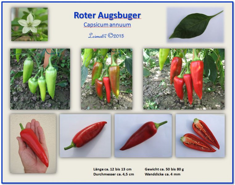 Steckbrief_Roter Augsburger_2015_Leima67