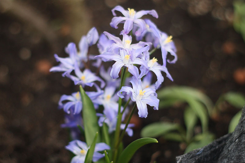 Sternhyazinthe Chinodoxa Forbensii