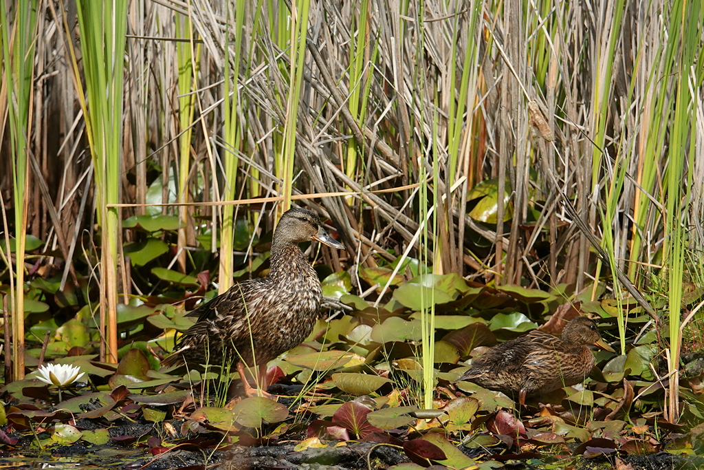 Stockente