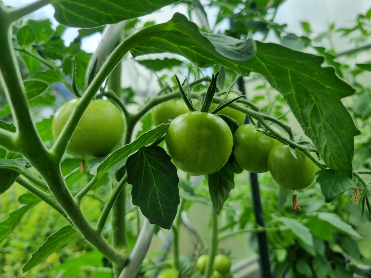 Strauchtomate rot 22.07.2025