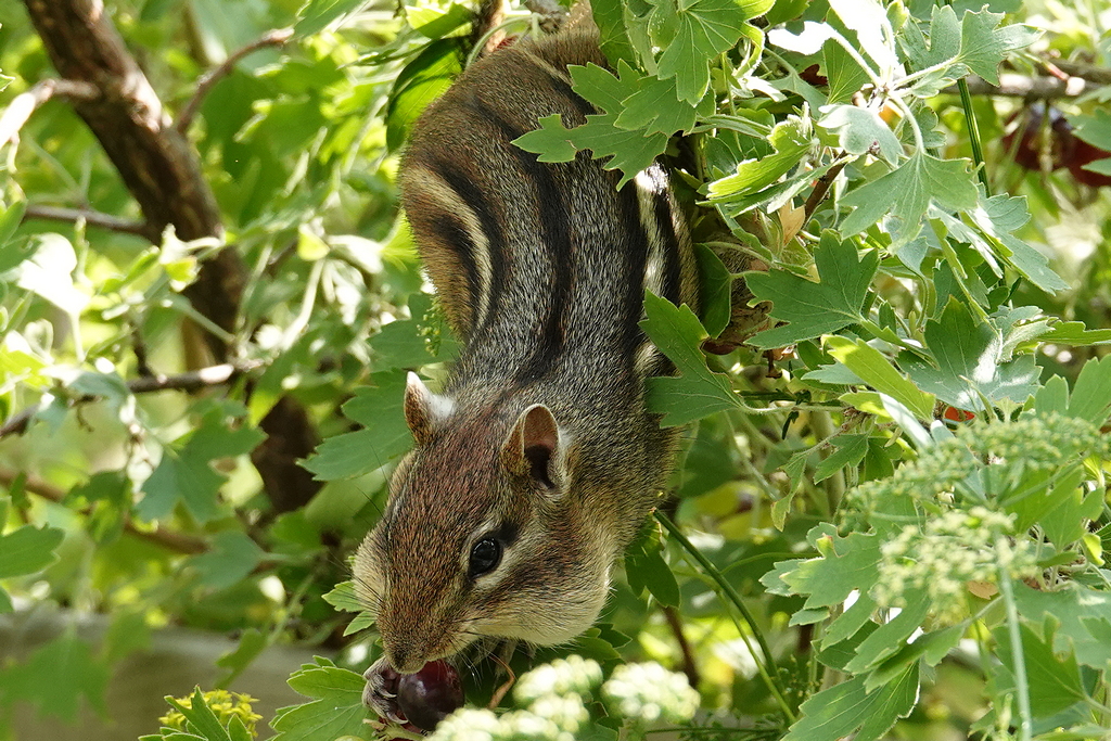 Streifenhörnchen