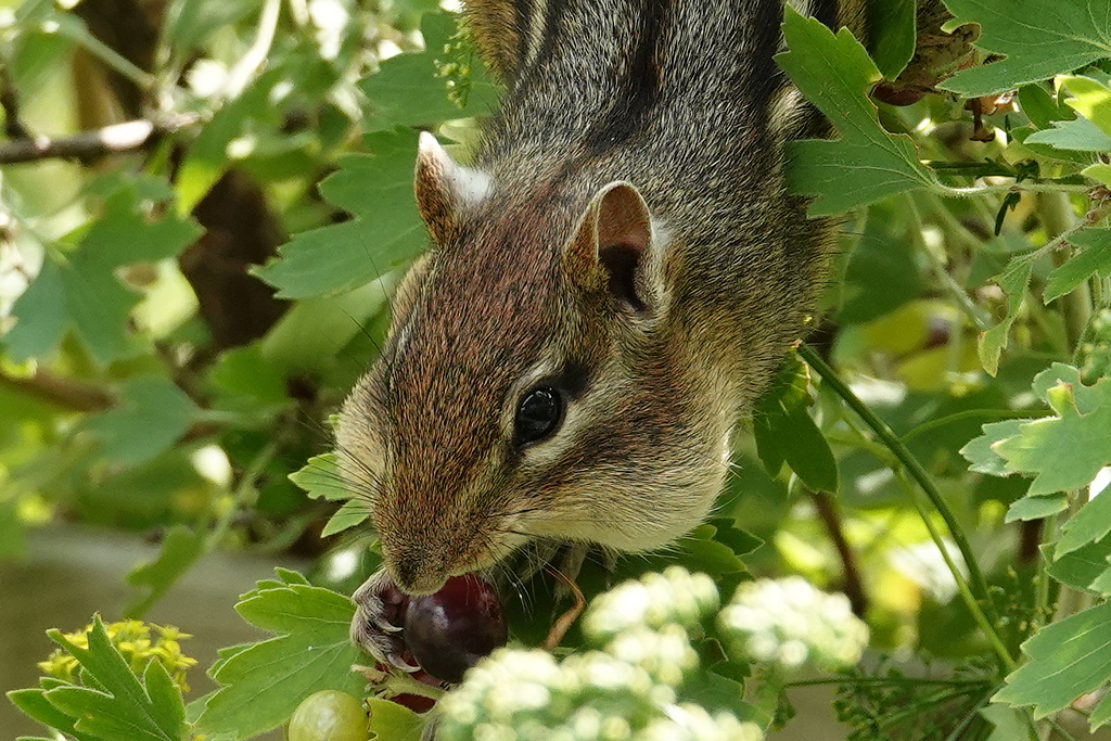 Streifenhörnchen