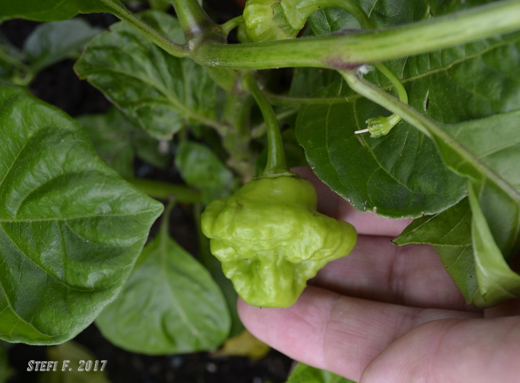 Stuffing Scotch Bonnet