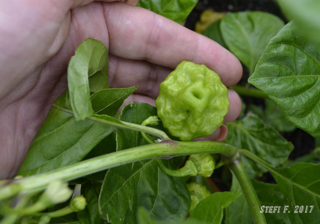 Stuffing Scotch Bonnet