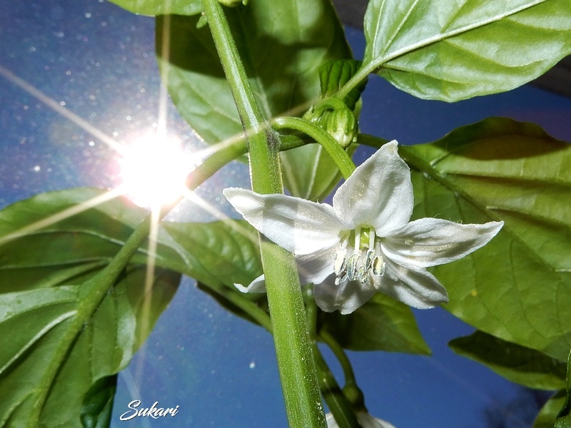 Sukari Blüte
