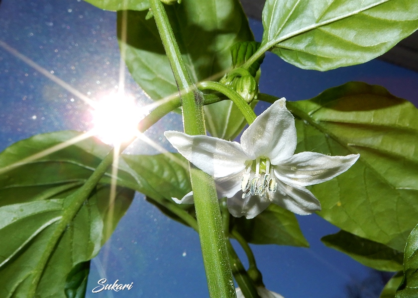 Sukari_Flower_16032017