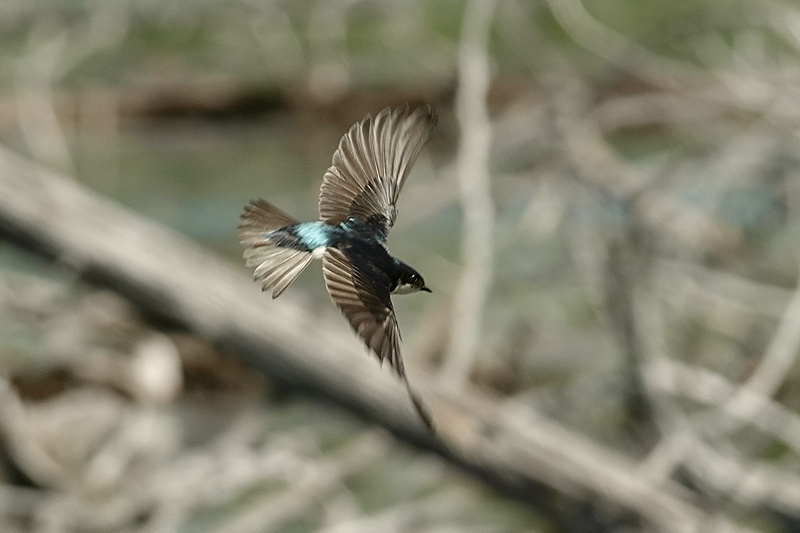 Sumpfschwalbe Flug nah