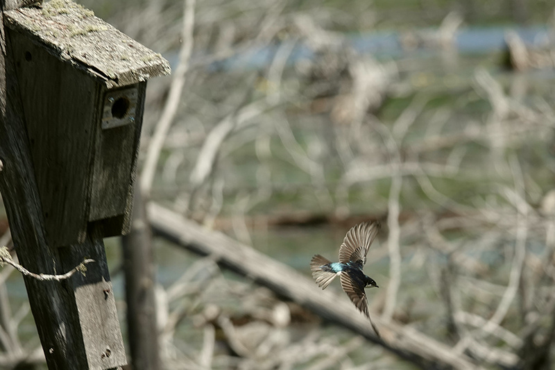 Sumpfschwalbe Flug