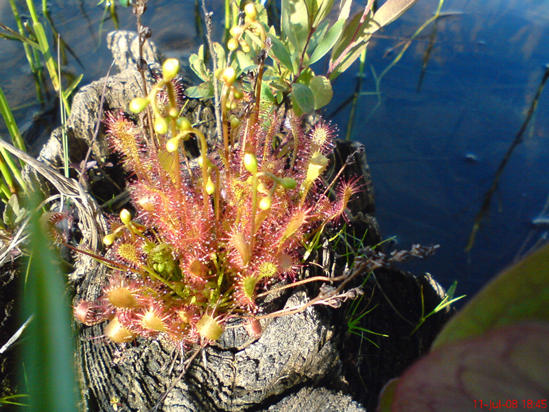 Sundew_3