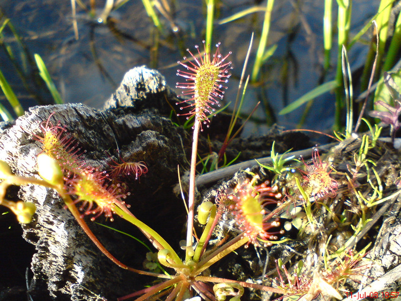 Sundew_4