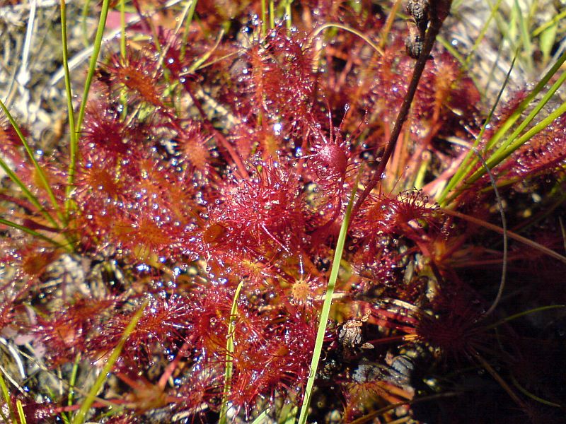 Sundew_5