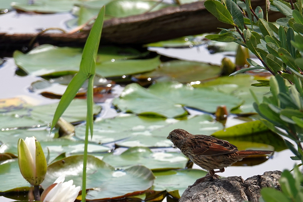 Swamp sparrow / Sumpfammer