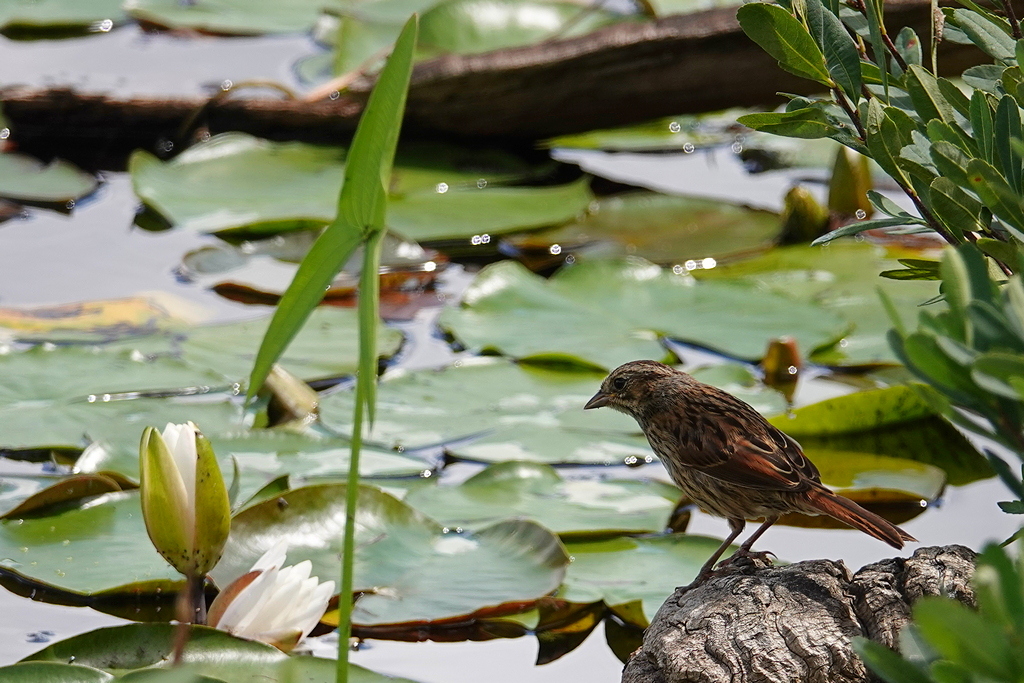 Swamp sparrow / Sumpfammer