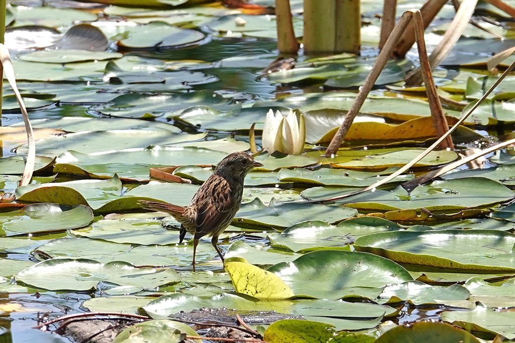 Swamp Sparrow / Sumpfammer