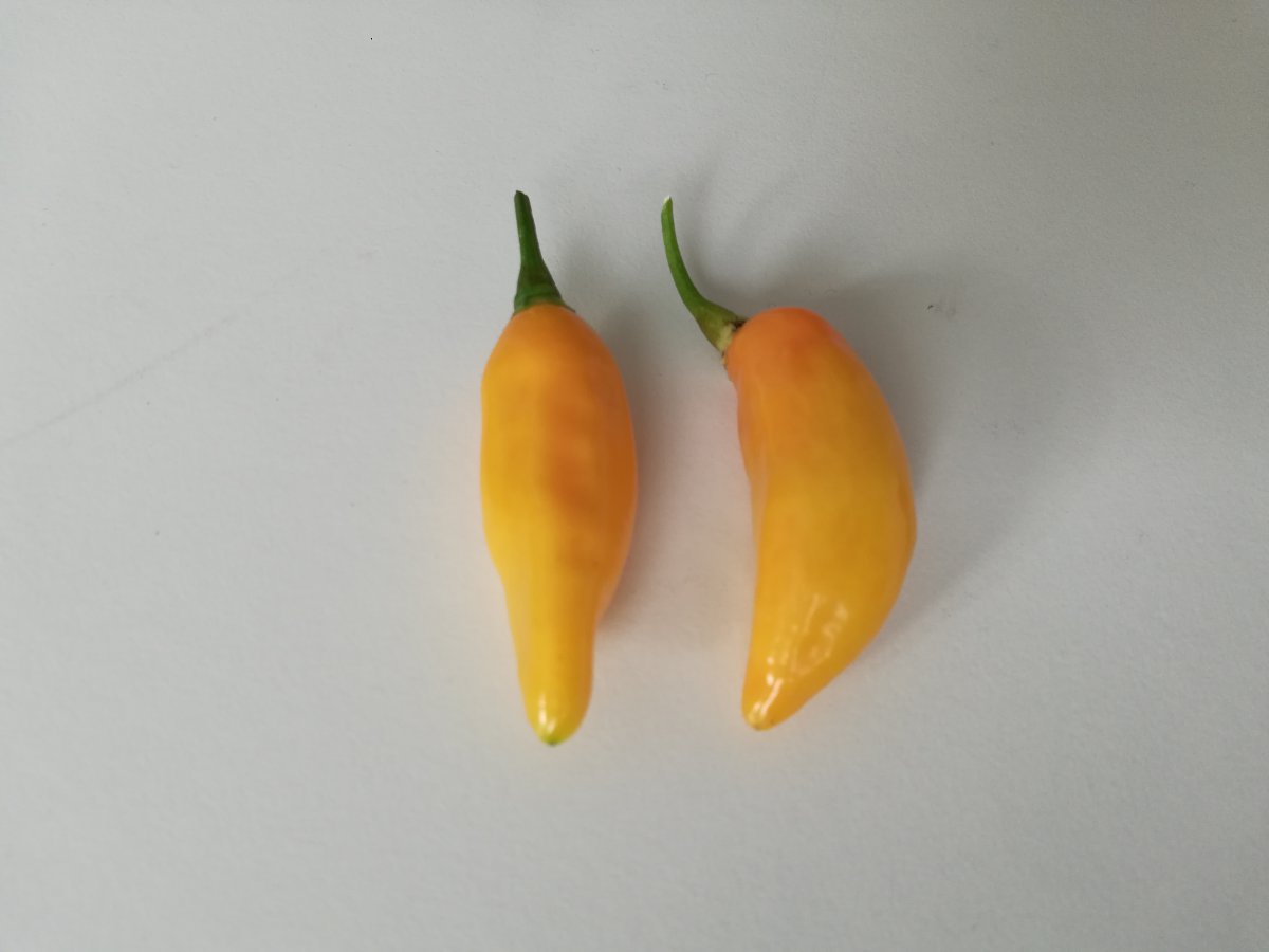 sweet yellow datil