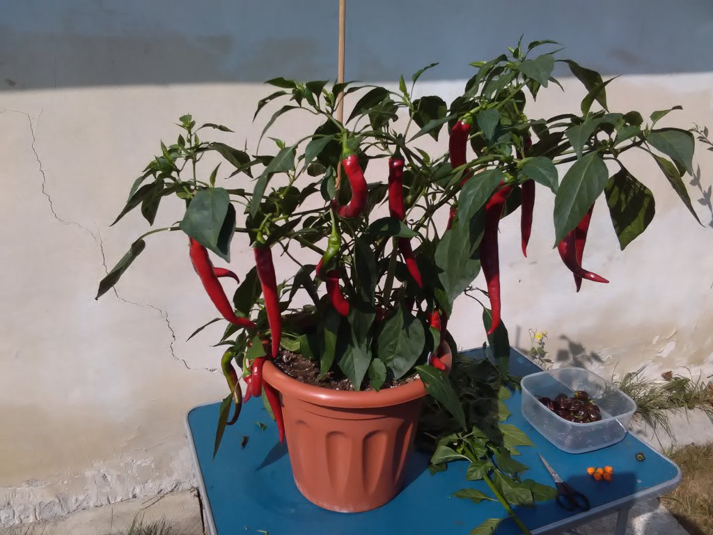 T. Paprika Ende 5.9