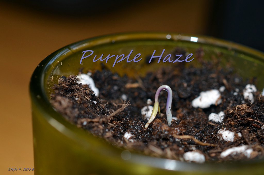 Tageslichtprojekt Purple Haze, 14.11.16