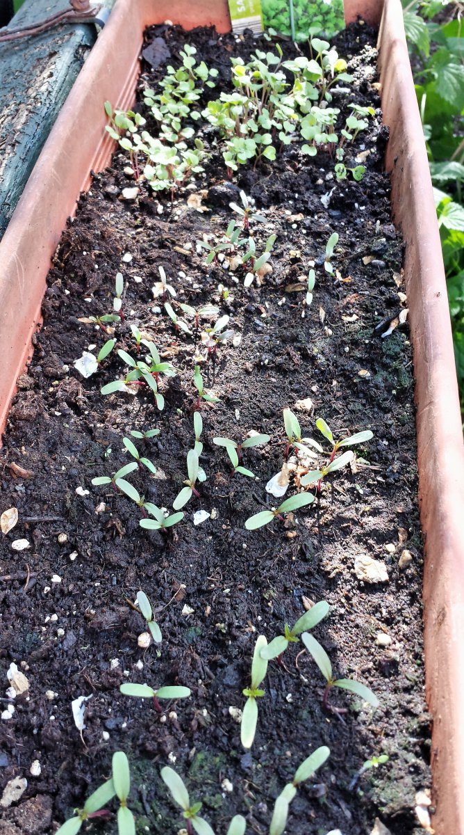 Tagetes red & Ruccola