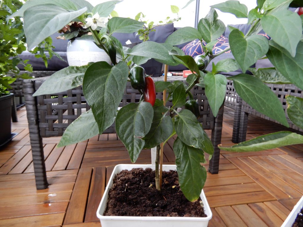 Tam Jalapeno