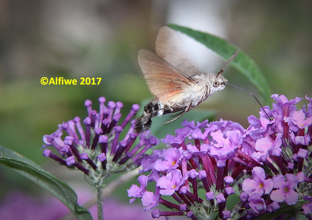 Taubenschwänzchen A (1)