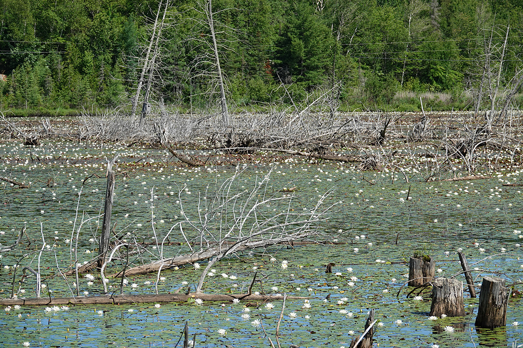 Teich Mit Seerosen