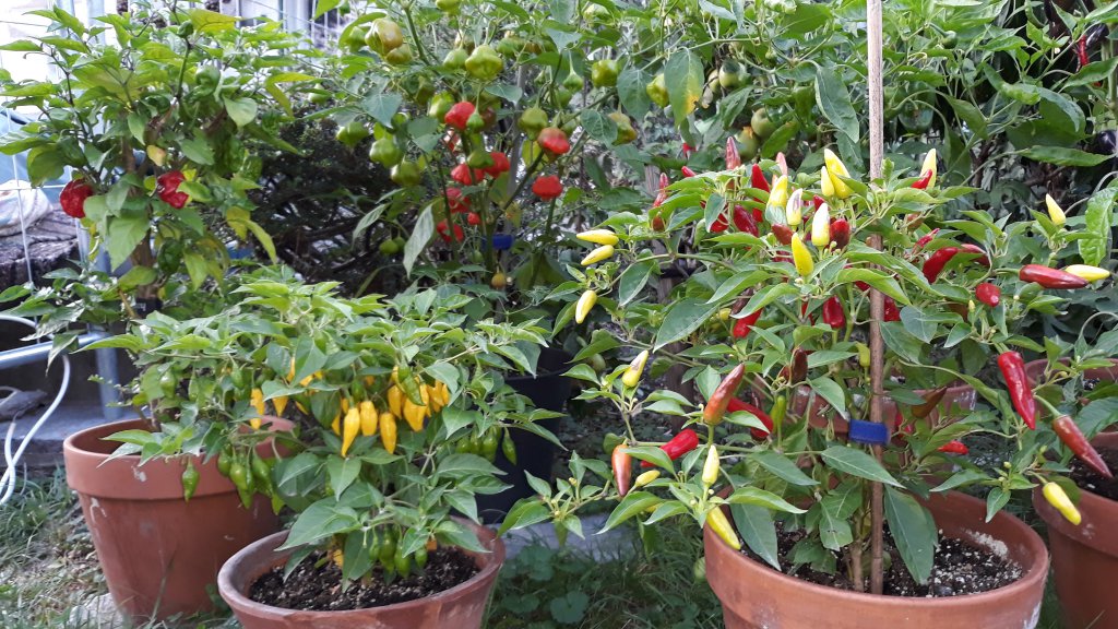 Teilbereich vom Chili-Garten
