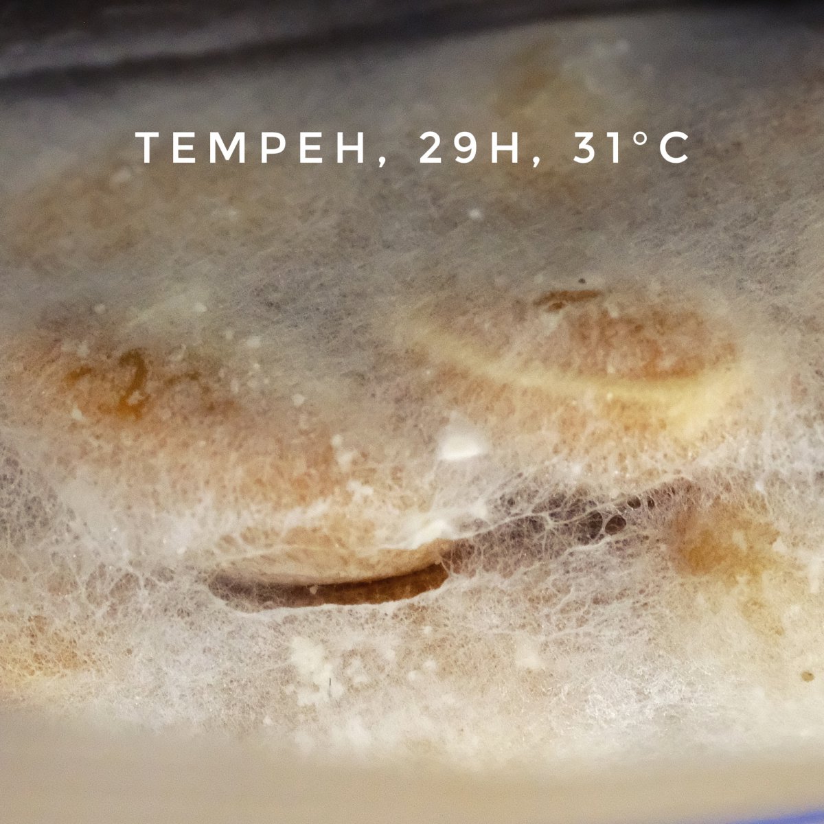 Tempeh, 29h