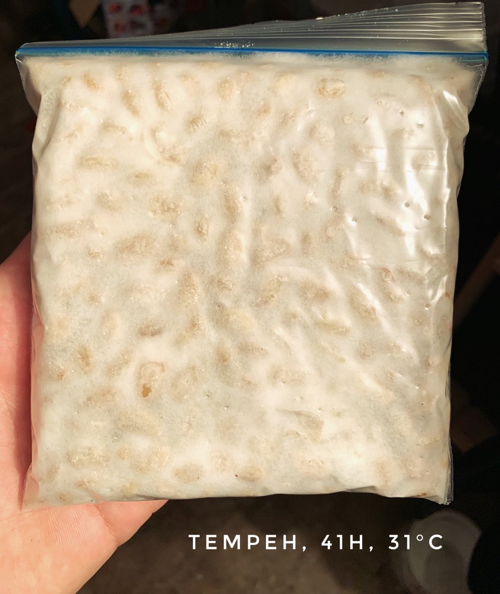 Tempeh, 41h