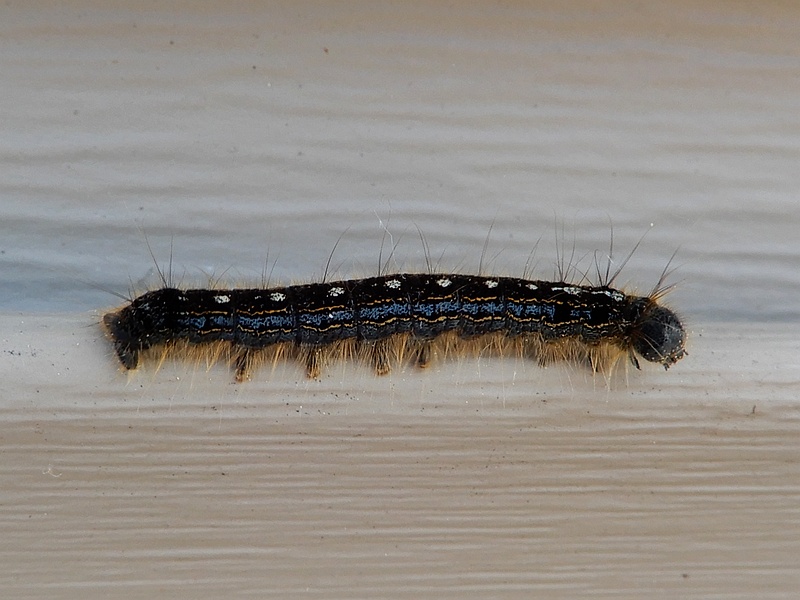 Tent_caterpillar