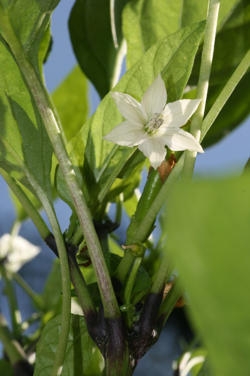 Thai Chili rot 2.JPG