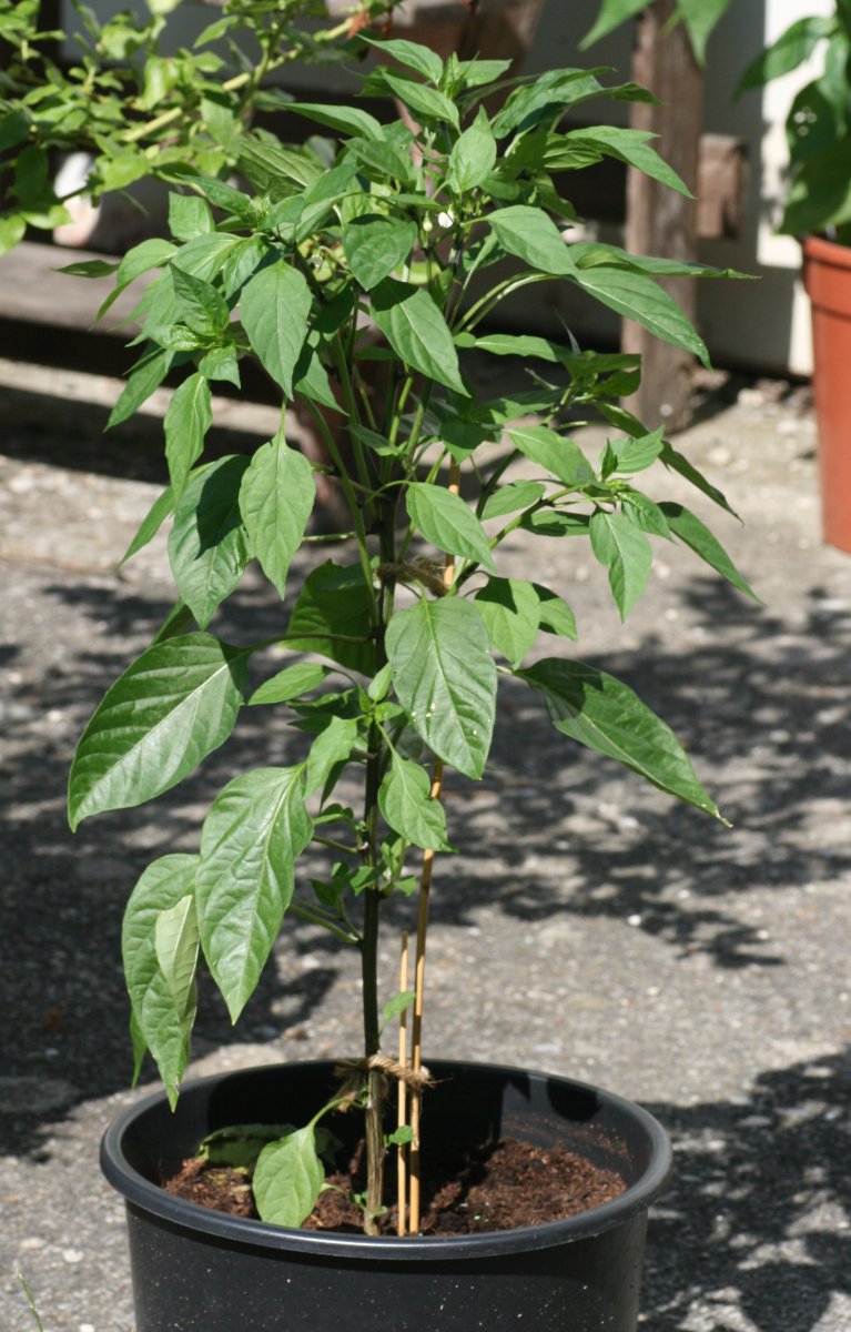 Thai-Chili rot.JPG