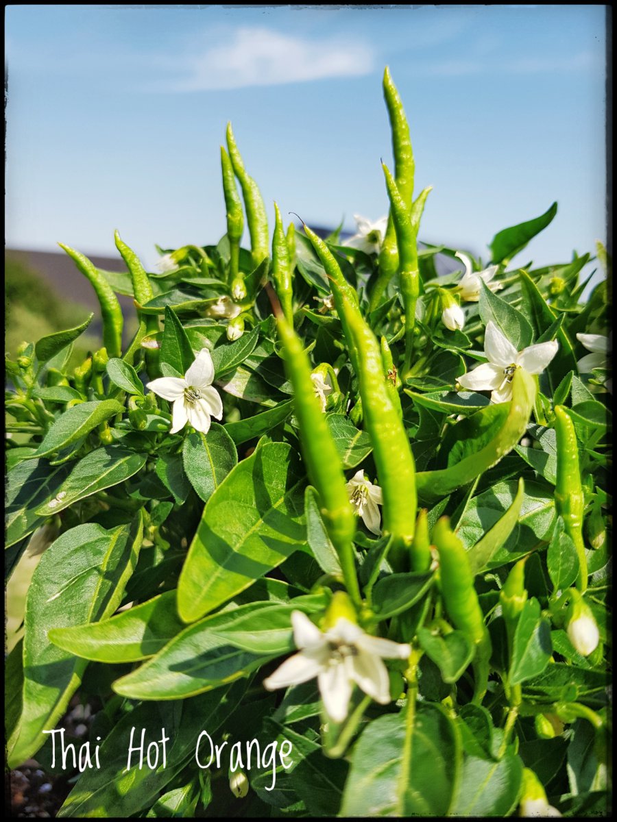 Thai Hot Orange - Beeren