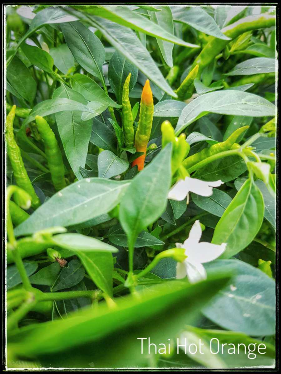 Thai Hot Orange