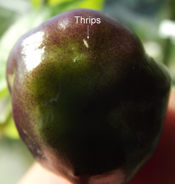Thrips1