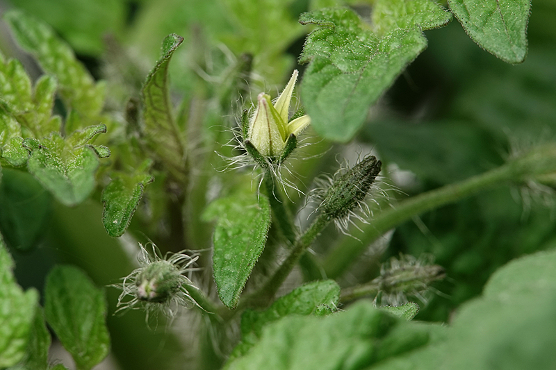 Tiny Tim Tomate