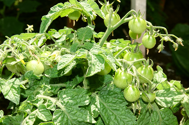 Tiny Tim Tomate