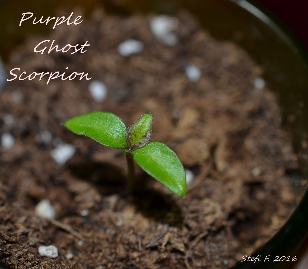 TL Purple Ghost Scorpion, 04.12.16