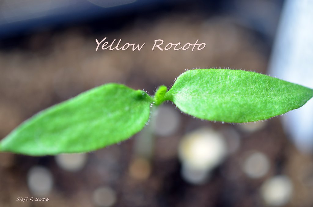 TL Yellow Rocoto, 04.12.16