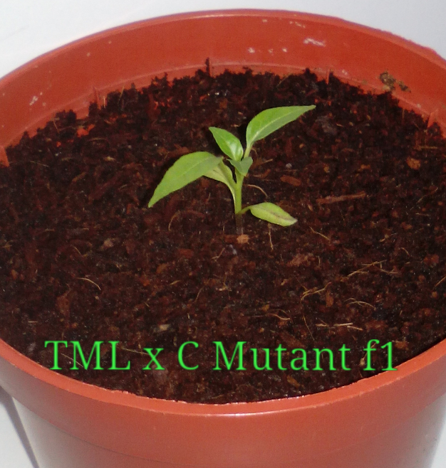 TML x C. MUTANT F1