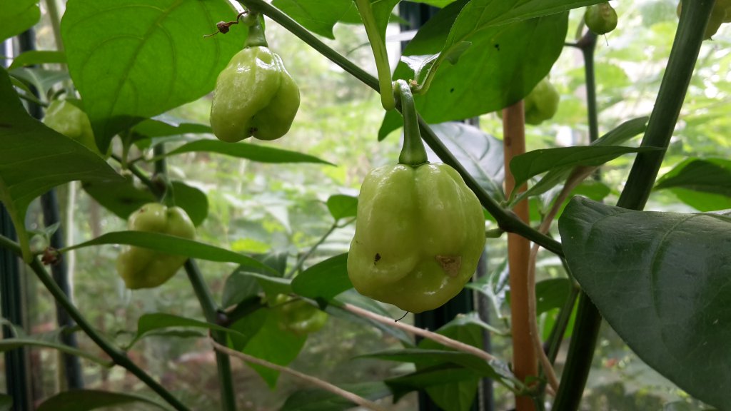 Tobago Seasoning Beeren