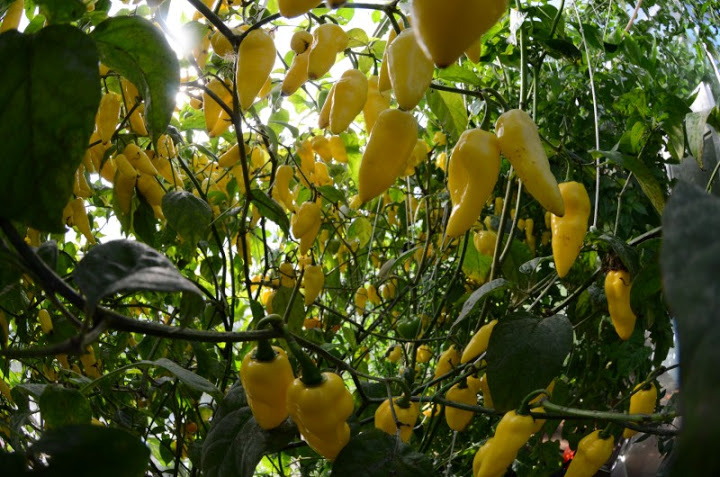 Tobago sweet x Yellow pointed habanero