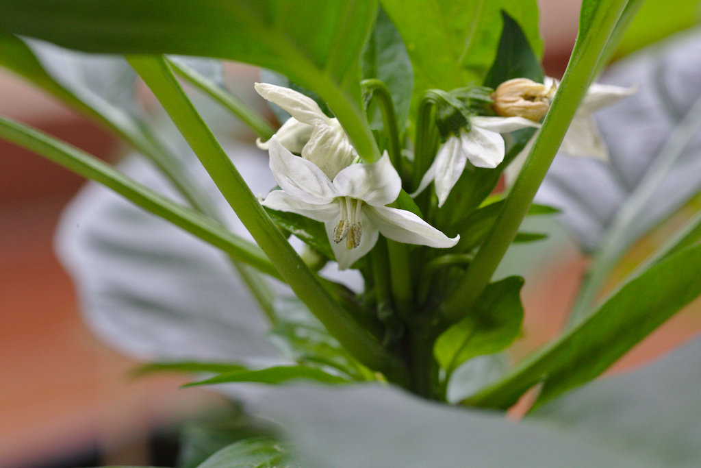 tolle Blüten der unbekannten Schönen