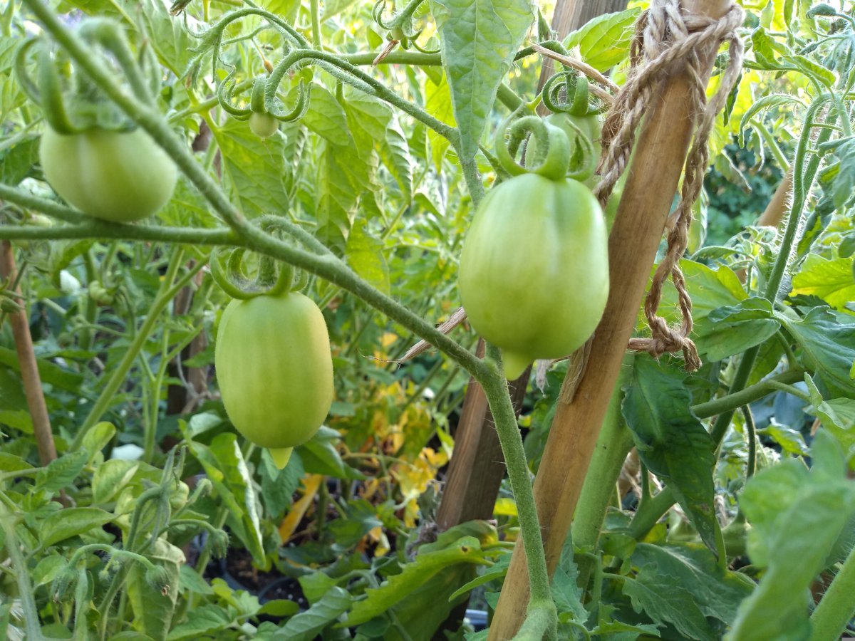 Tomate Citrina.jpg